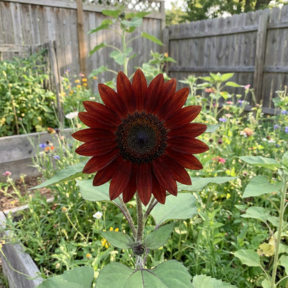Chocolate Sunflower Seeds for Planting Exotic Flowers Category eg, Flower Seeds