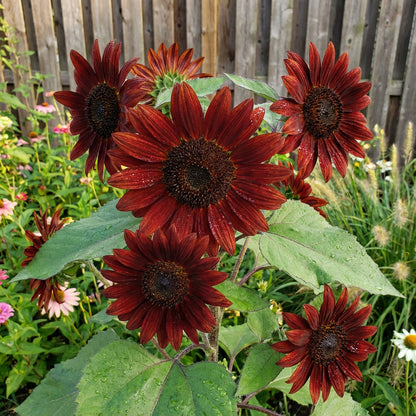 Chocolate Sunflower Seeds for Planting Exotic Flowers Category eg, Flower Seeds