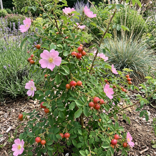 Woods Rose – Flower Seeds