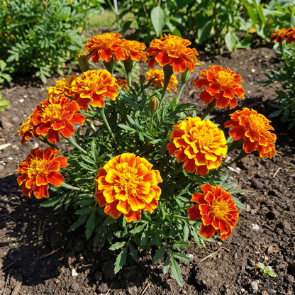 French Marigold – Big Orange and Yellow Flower Seeds