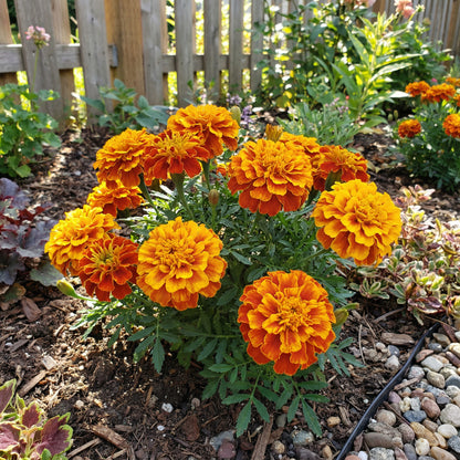 French Marigold – Big Orange and Yellow Flower Seeds