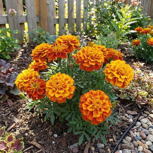 French Marigold – Big Orange and Yellow Flower Seeds