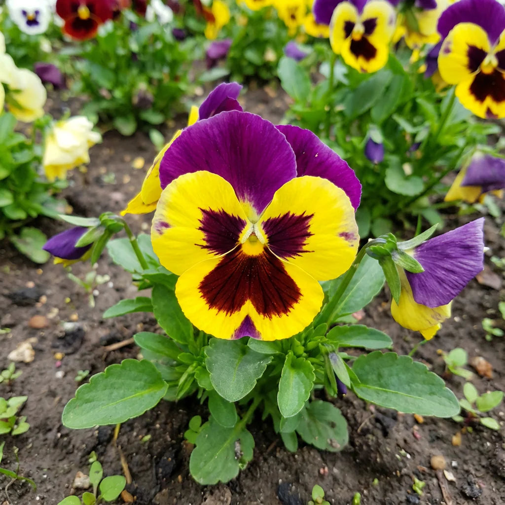 Violet Yellow Pansy Flower seeds for Planting - Bright Blooms, Heirloom & GMO Free Seeds for Home Garden
