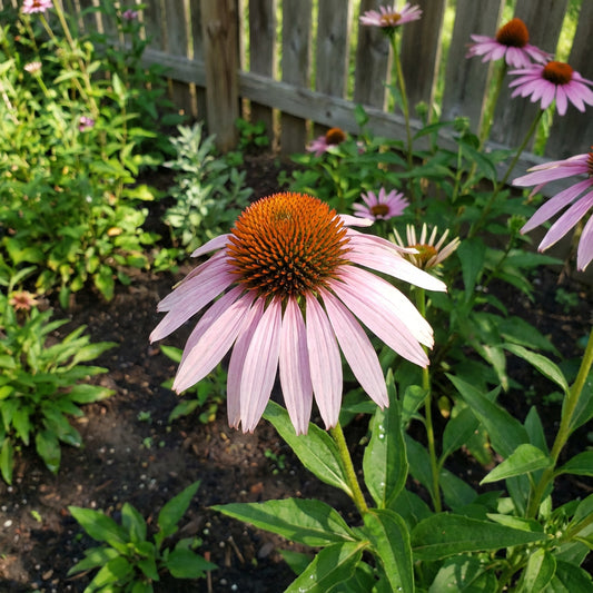 Light Pink Purpurea – Garden Flower Seeds