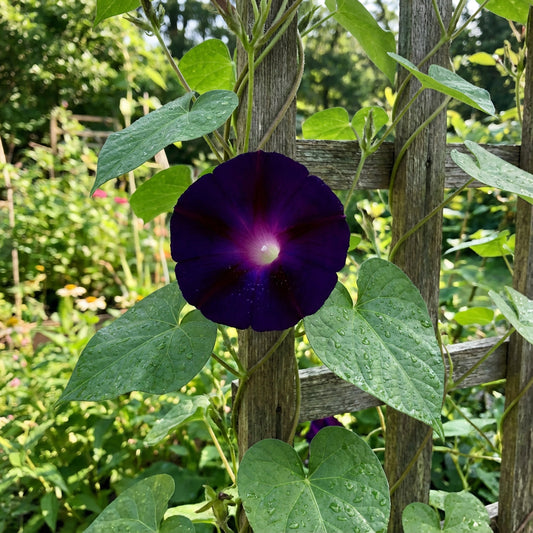 Dark Purple Black – Garden Flower Seeds