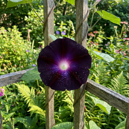 Dark Purple Black – Garden Flower Seeds