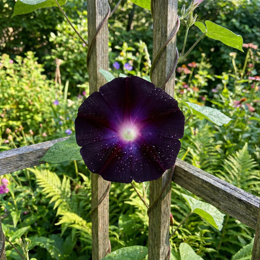 Dark Purple Black – Garden Flower Seeds