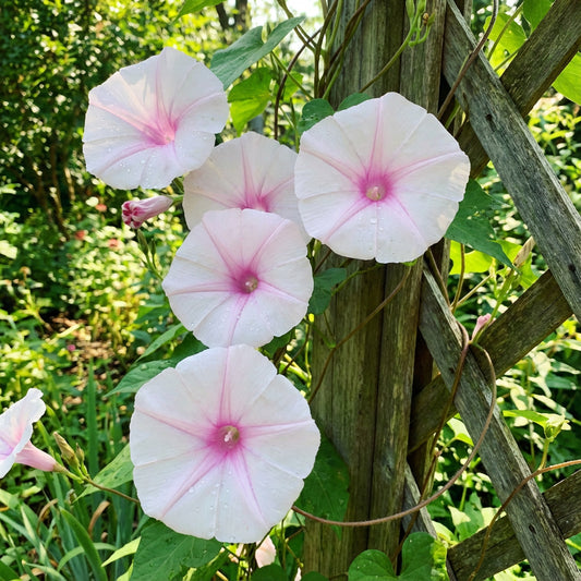 Dream Catcher Ipomoea – Garden Flower Seeds