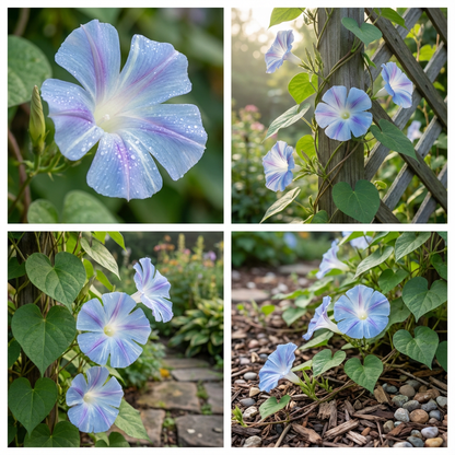 Split Misty Blue – Garden Flower Seeds