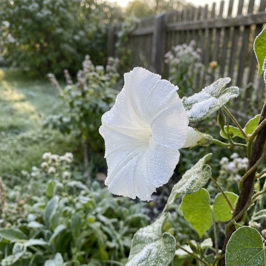 The Snow At – Garden Flower Seeds