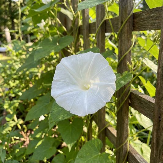 The Snow At – Garden Flower Seeds