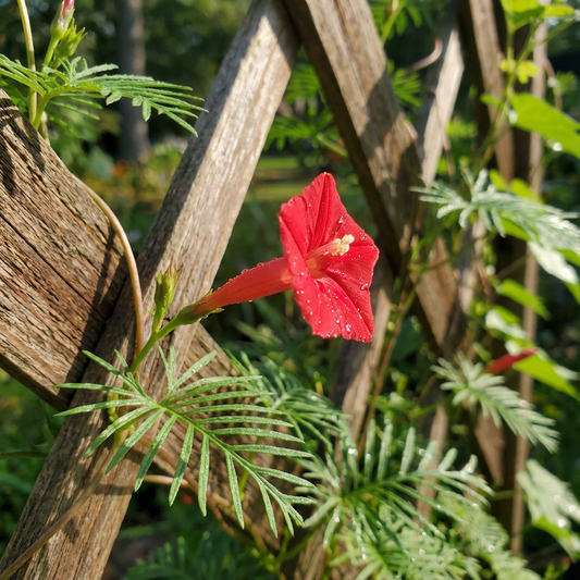 Cardinal Climber Ipomoea – Garden Flower Seeds