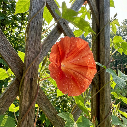 Sunspots Ipomoea Hederifolia – Garden Flower Seeds