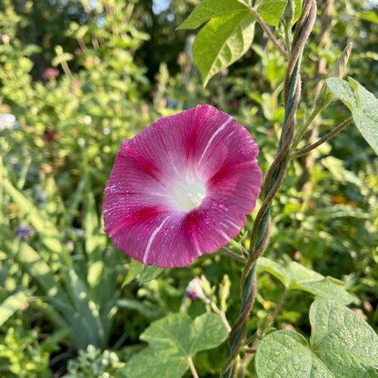 Sun Smile Red – Garden Flower Seeds