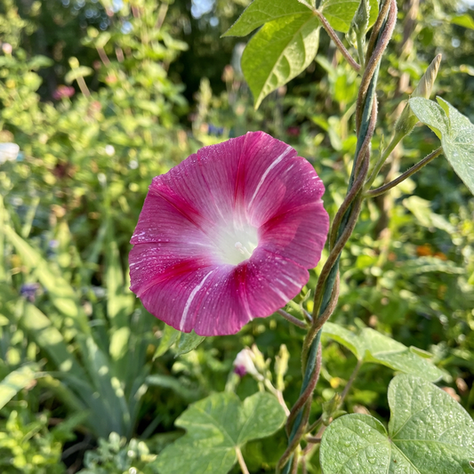 Sun Smile Red – Garden Flower Seeds