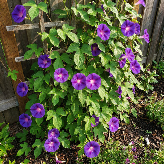 Viola Japanese Morning – Garden Flower Seeds