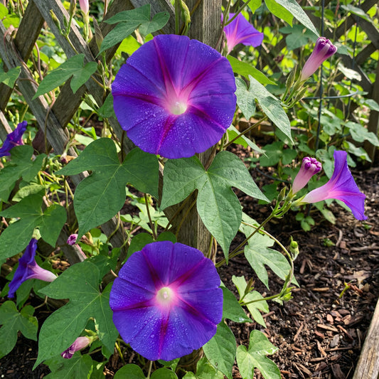 Viola Japanese Morning – Garden Flower Seeds