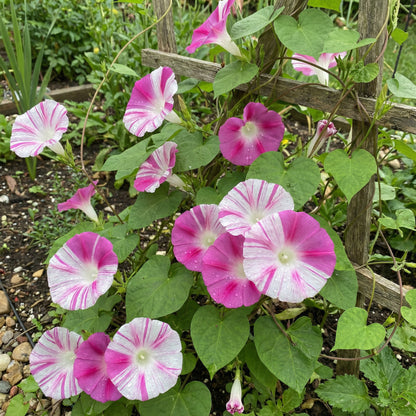 Split Personality Ipomoea – Garden Flower Seeds