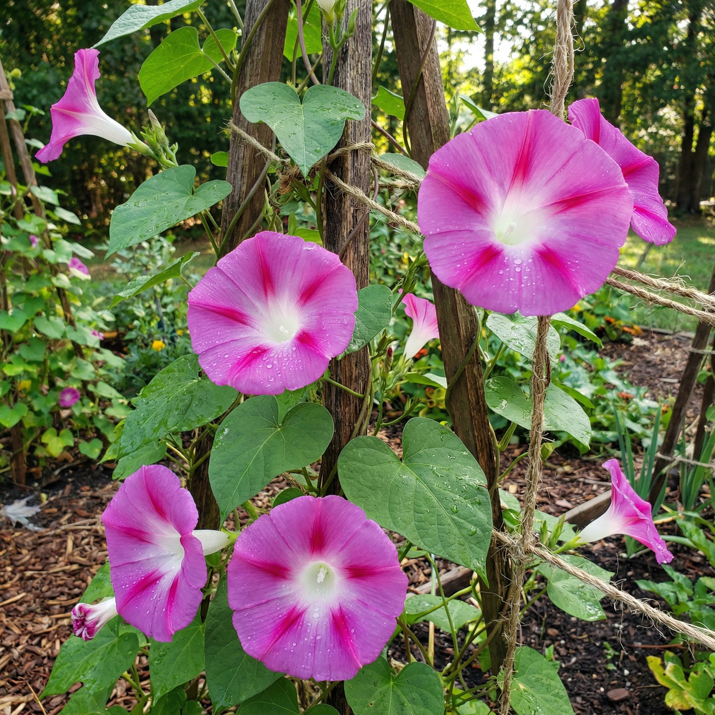 Split Personality Ipomoea – Garden Flower Seeds