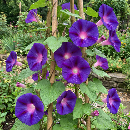 Violet Blast Japanese – Garden Flower Seeds