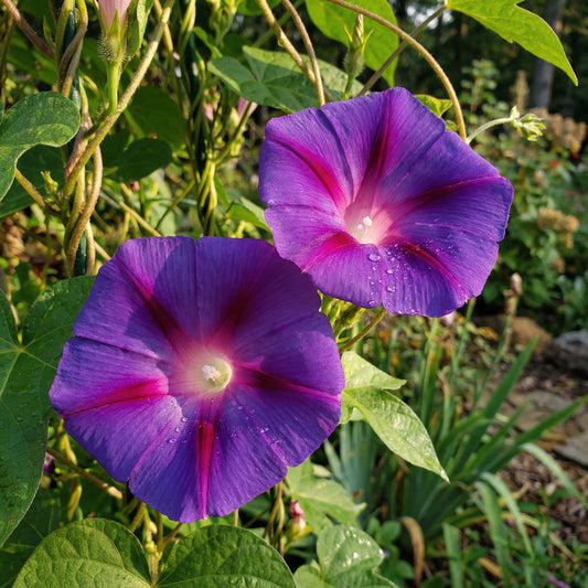 Violet Blast Japanese – Garden Flower Seeds
