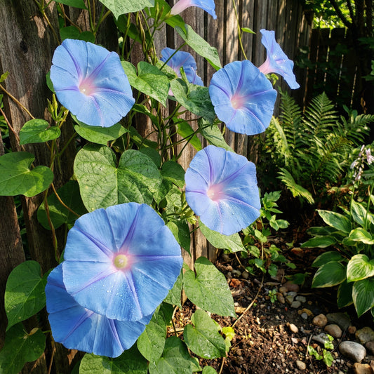 Blue Semisplit Bell – Garden Flower Seeds