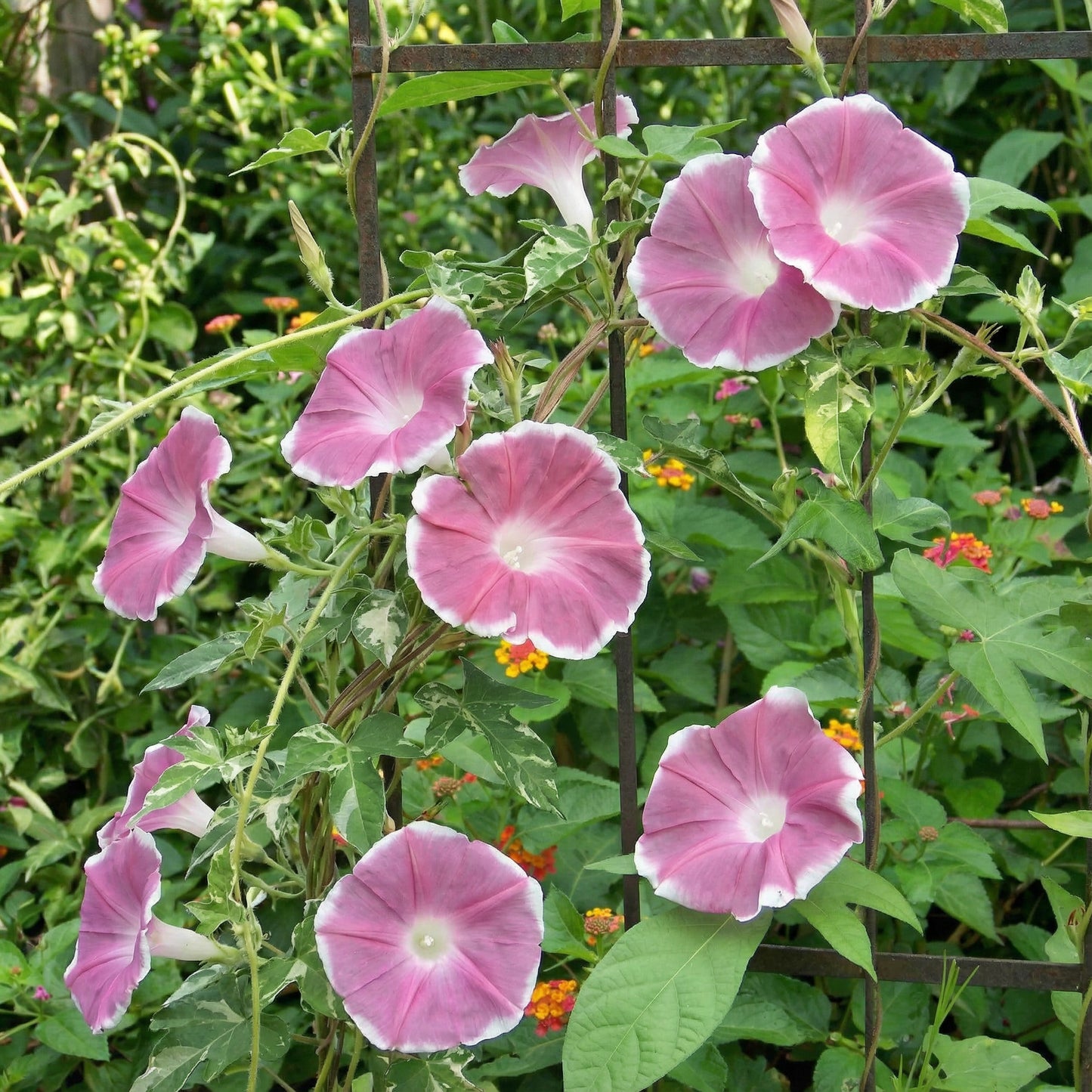 Sun Smile Chocolate – Garden Flower Seeds