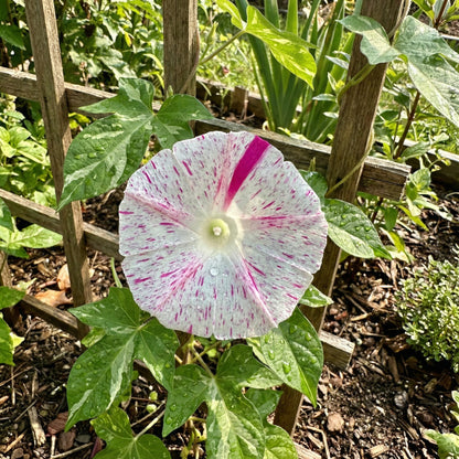 Red Speckled Japanese – Garden Flower Seeds