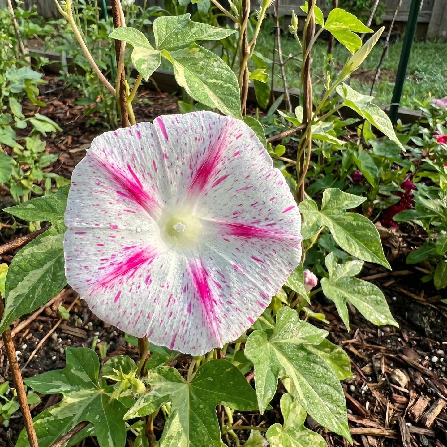 Red Speckled Japanese – Garden Flower Seeds