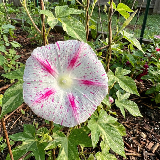 Red Speckled Japanese – Garden Flower Seeds