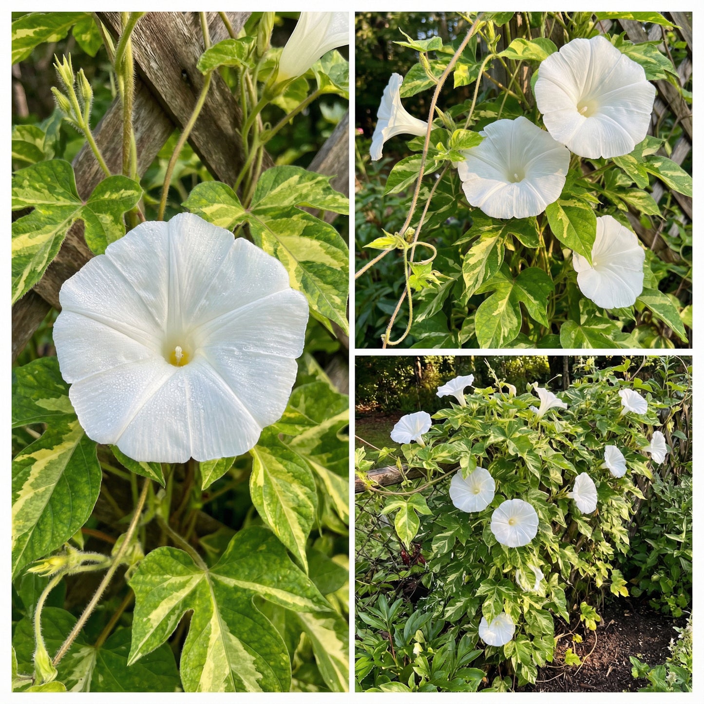 Snow Queen White – Garden Flower Seeds