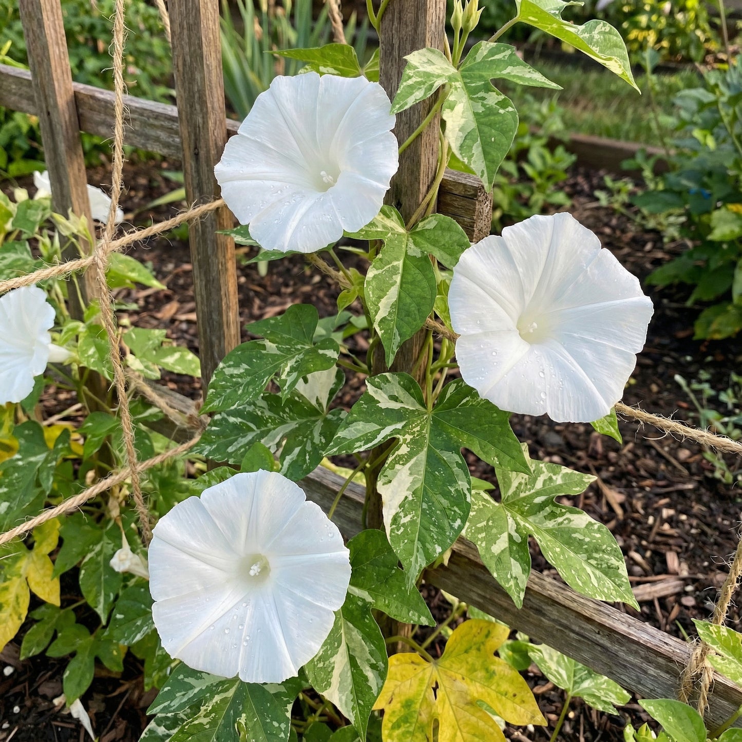 Snow Queen White – Garden Flower Seeds
