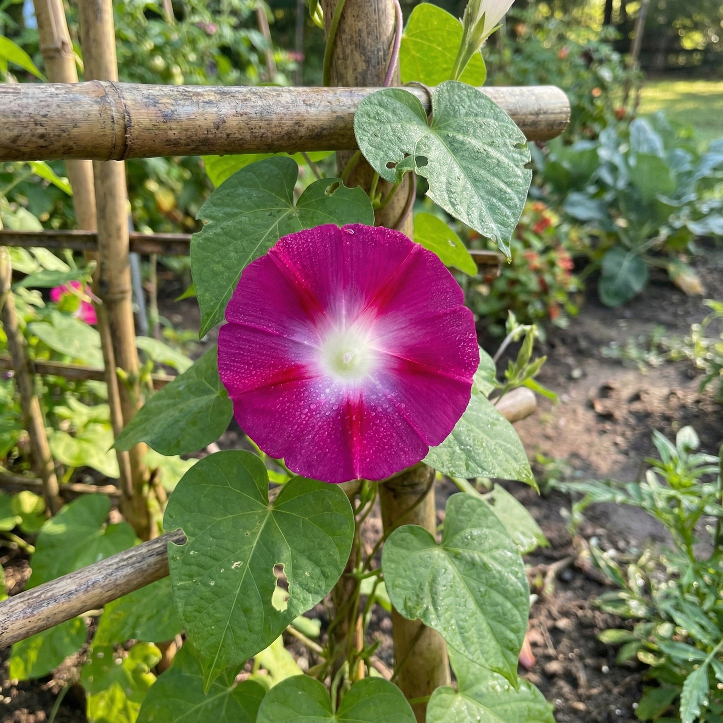 Pink ipomea indica Firefly – Garden Flower Seeds