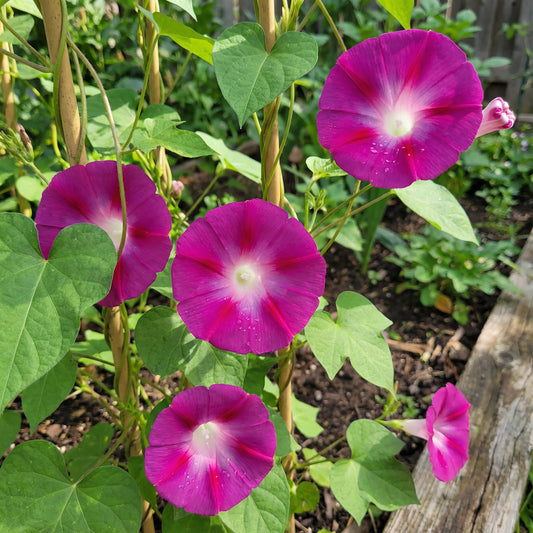 Pink ipomea indica Firefly – Garden Flower Seeds