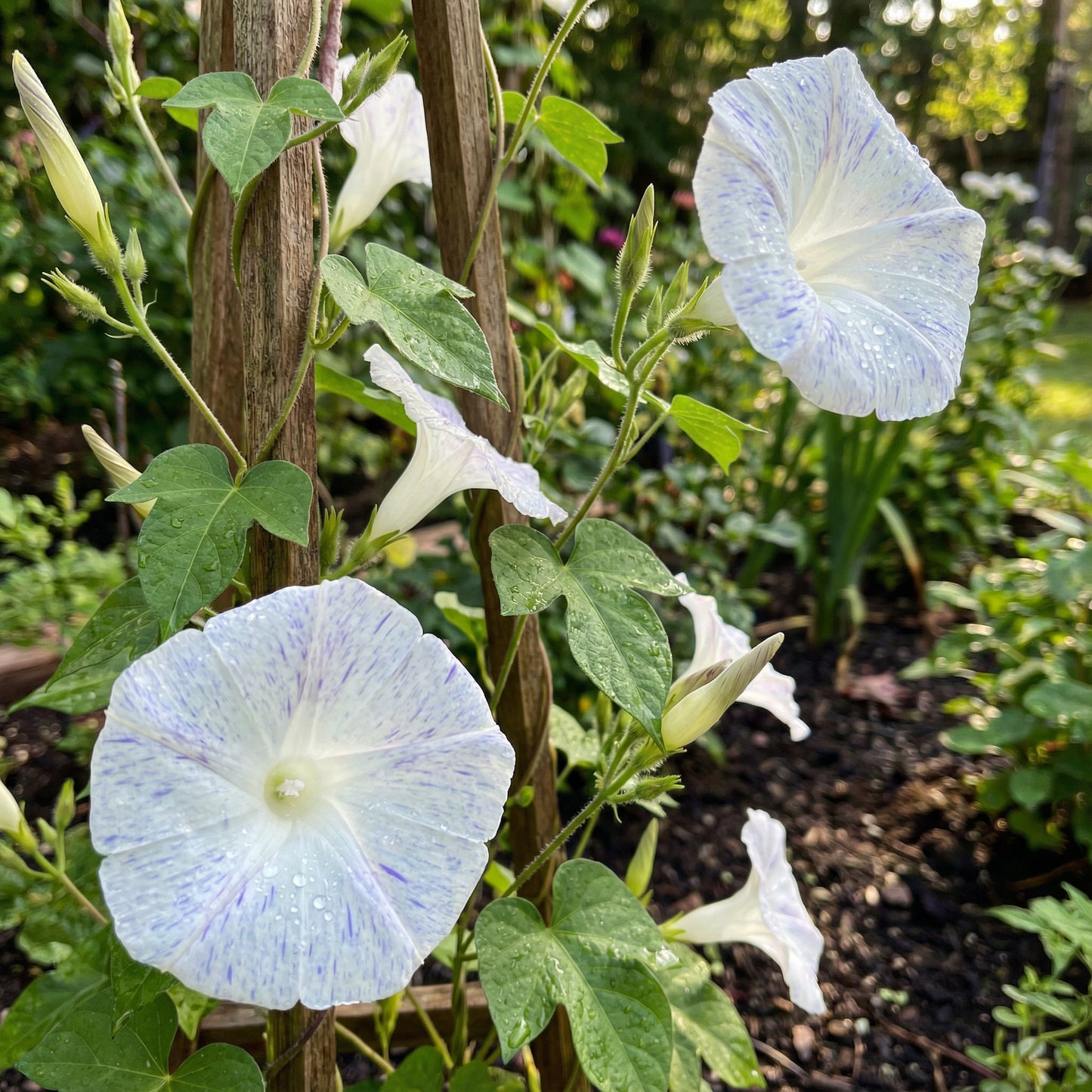 Ocean Pearls Japanese – Garden Flower Seeds