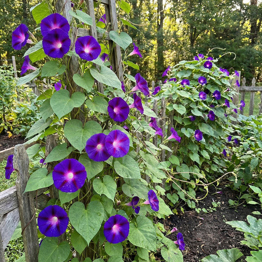Dark Blue Little – Garden Flower Seeds