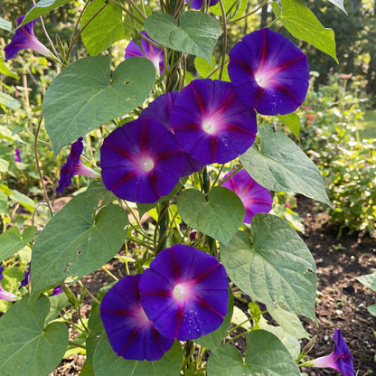 Grandpa Ott Ipomoea – Garden Flower Seeds