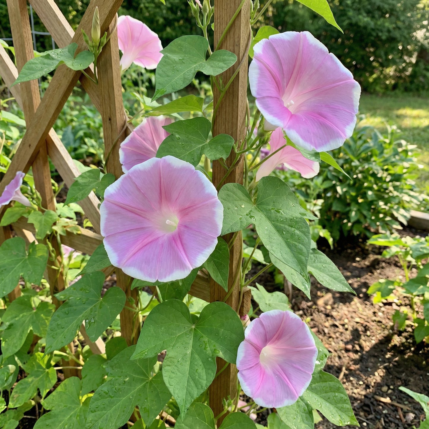 Mauve Picotee Japanese – Garden Flower Seeds