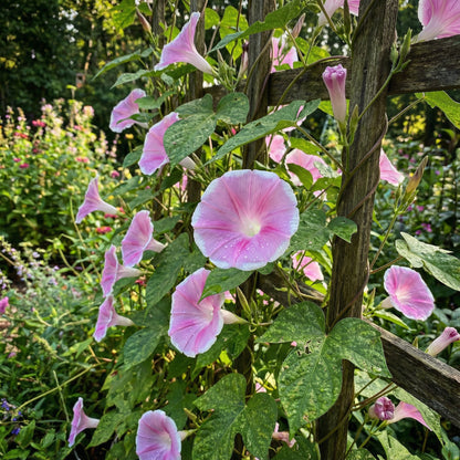 Mauve Picotee Japanese – Garden Flower Seeds