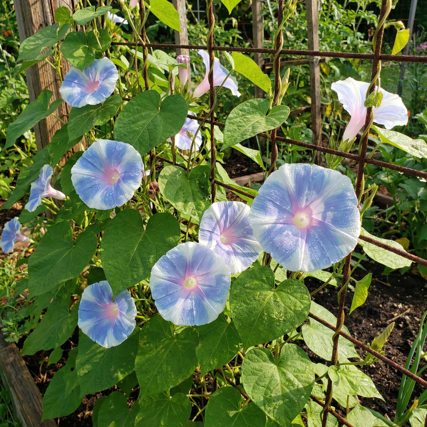 Crystal Blue Youjiro – Garden Flower Seeds