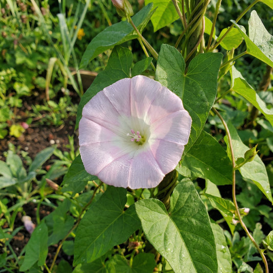 Light Pink Reverse – Garden Flower Seeds
