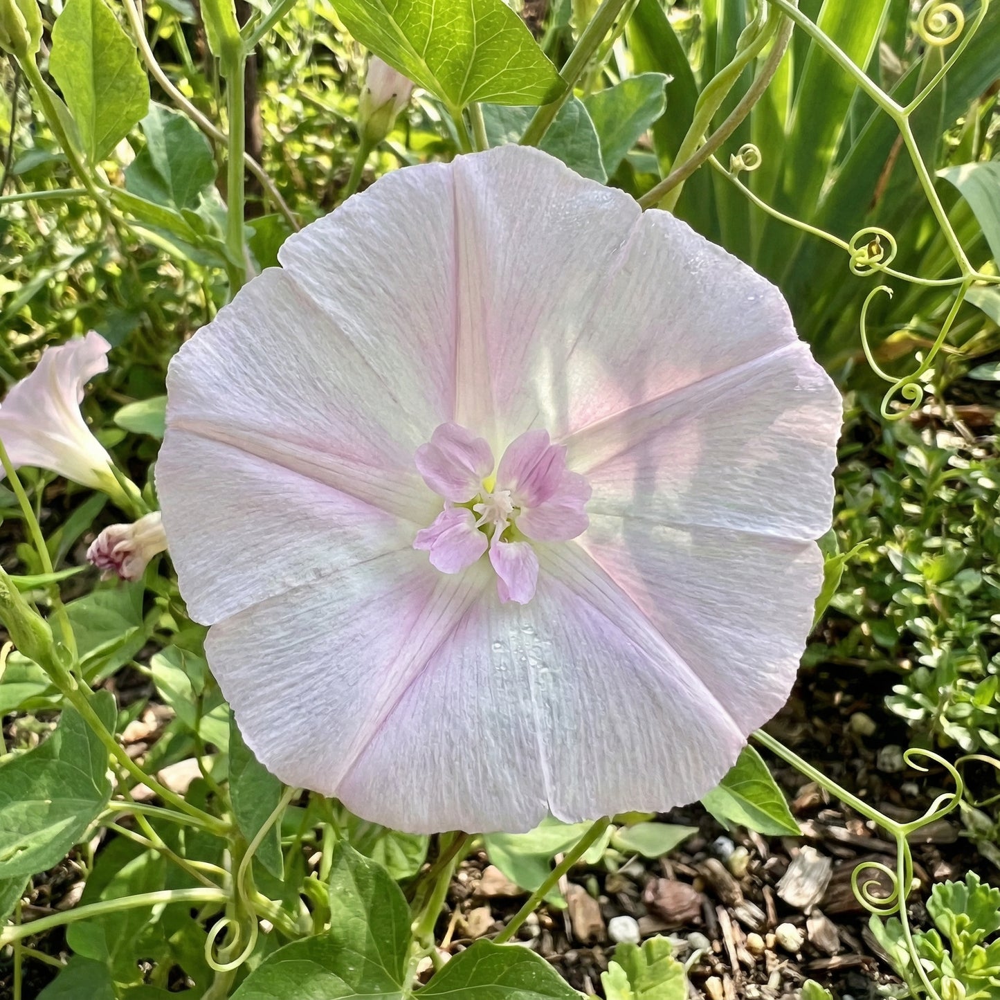Light Pink Reverse – Garden Flower Seeds
