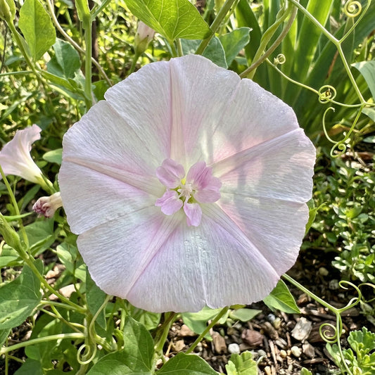Light Pink Reverse – Garden Flower Seeds