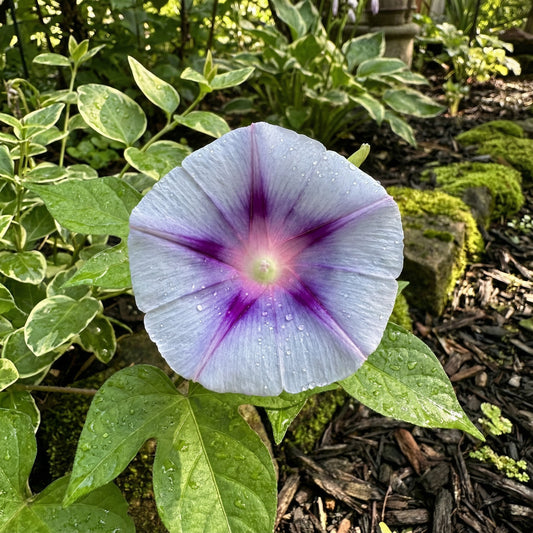 Silver Shadows Japanese – Garden Flower Seeds