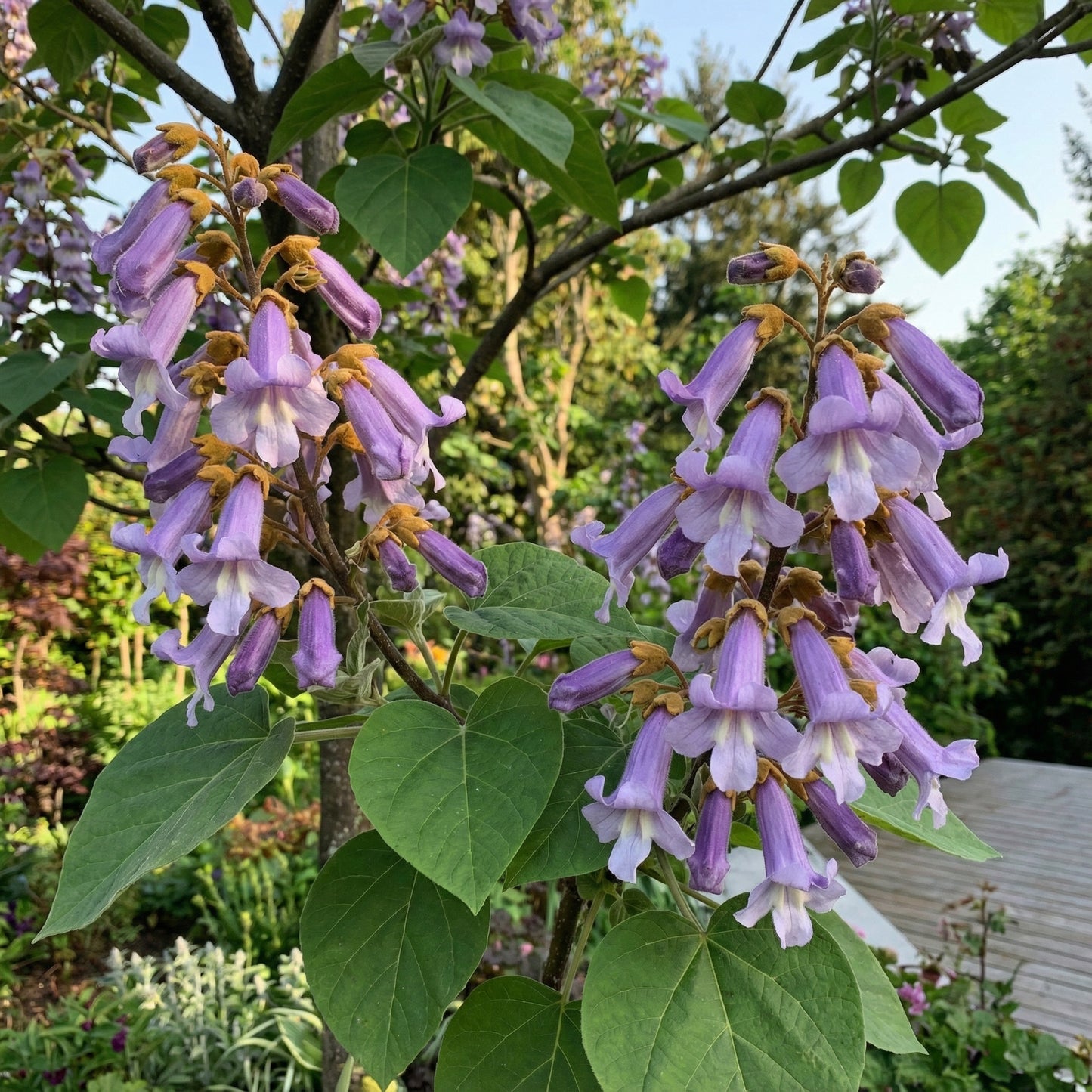 Paulownia Tomentosa Paulonia – Garden Flower Seeds