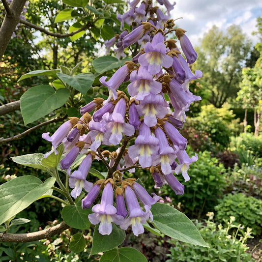 Paulownia Tomentosa Paulonia – Garden Flower Seeds