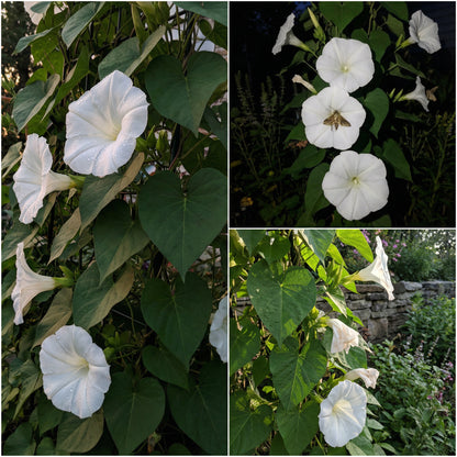 Moonflower Ipomoea Alba – Garden Flower Seeds