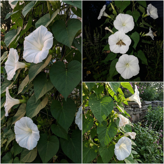 Moonflower Ipomoea Alba – Garden Flower Seeds