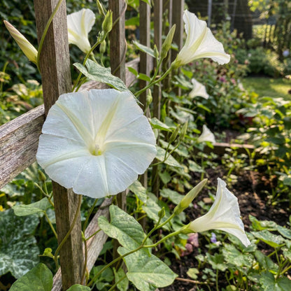 Crystal Bells Ipomoea – Garden Flower Seeds