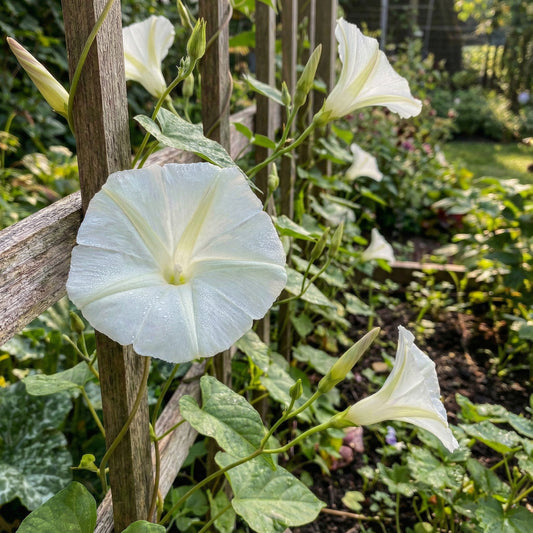 Crystal Bells Ipomoea – Garden Flower Seeds